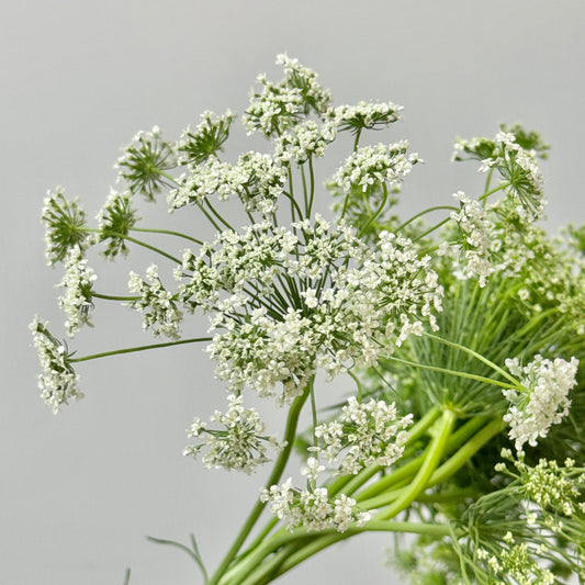 Ammi Majus - White