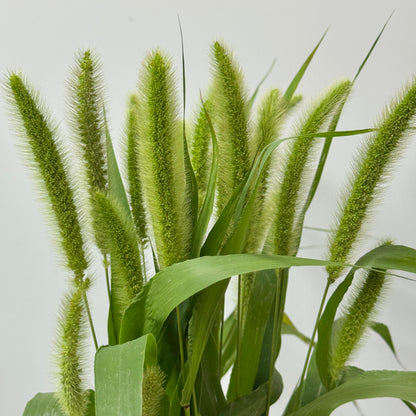 Green Bristlegrass