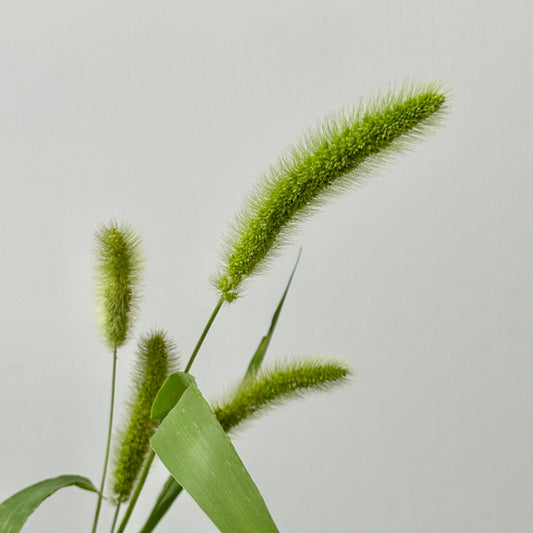Green Bristlegrass
