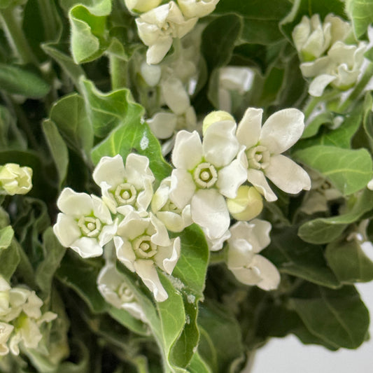 Oxypetalum - White