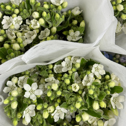 Oxypetalum - White