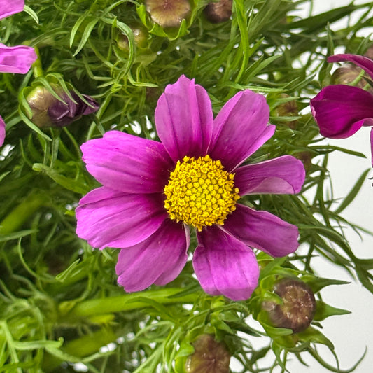 Cosmos Bipinnatus - Pink