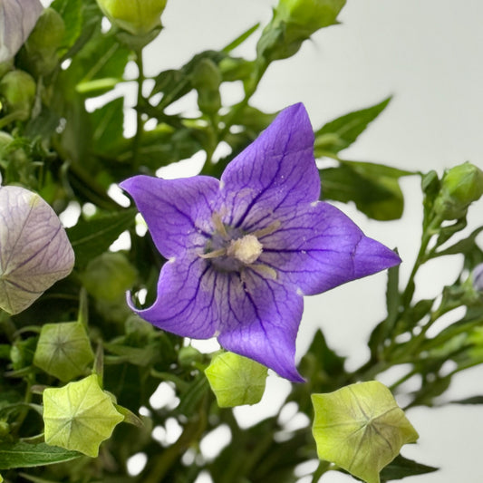 Platycodon - Purple