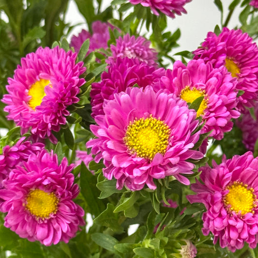 Aster - Hot Pink