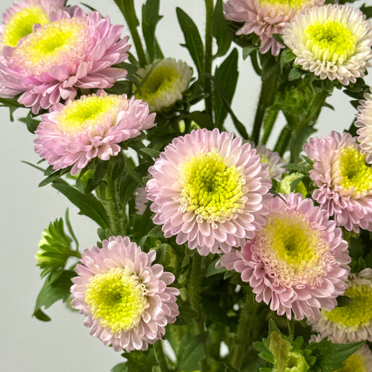 Aster - Light Pink