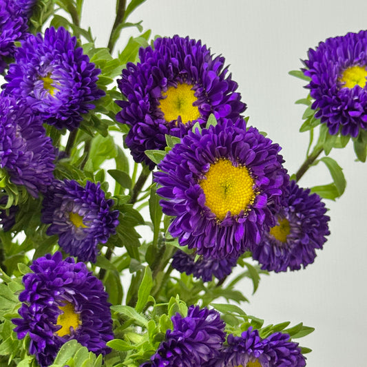 Aster - Purple
