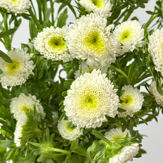 Aster - White