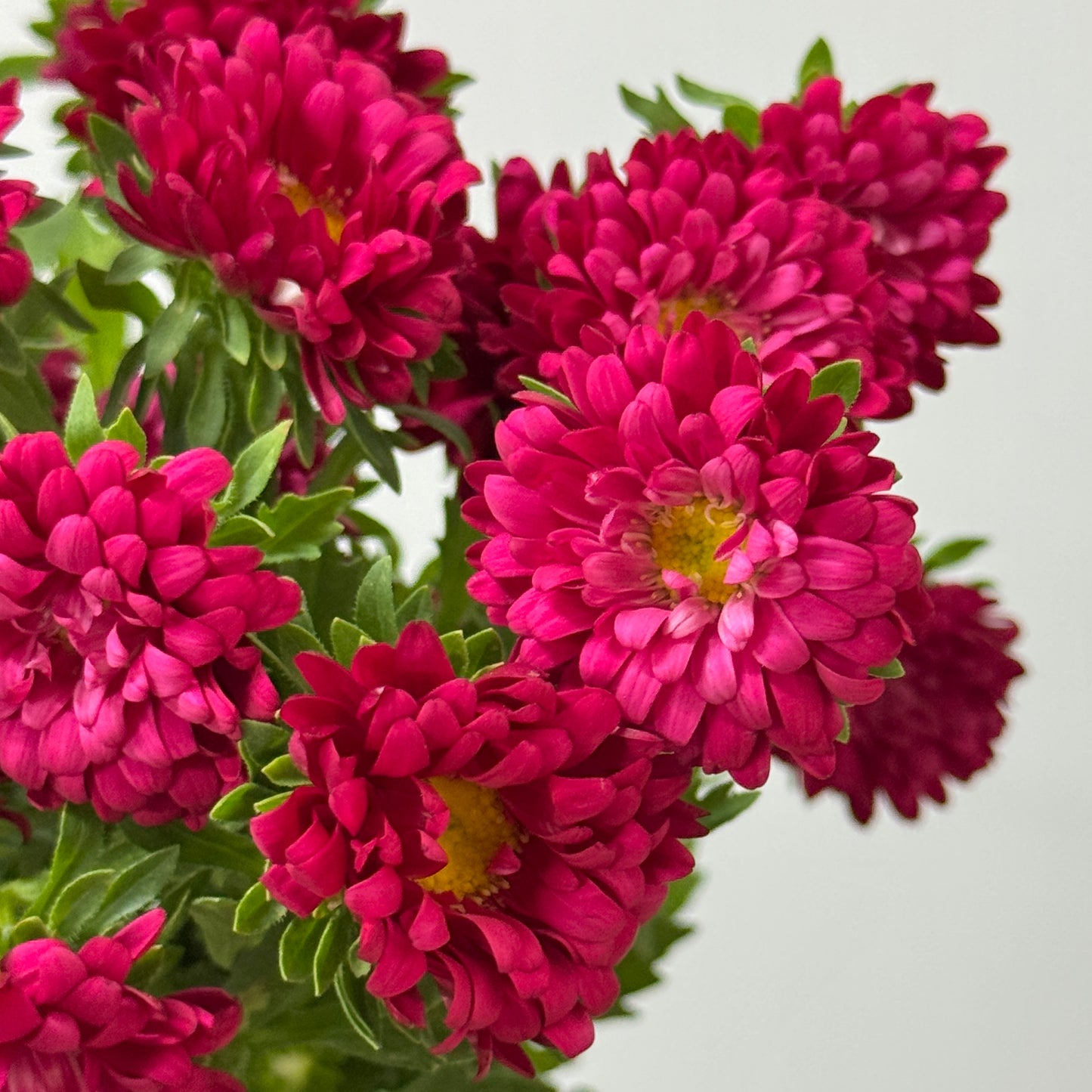 Aster - Red