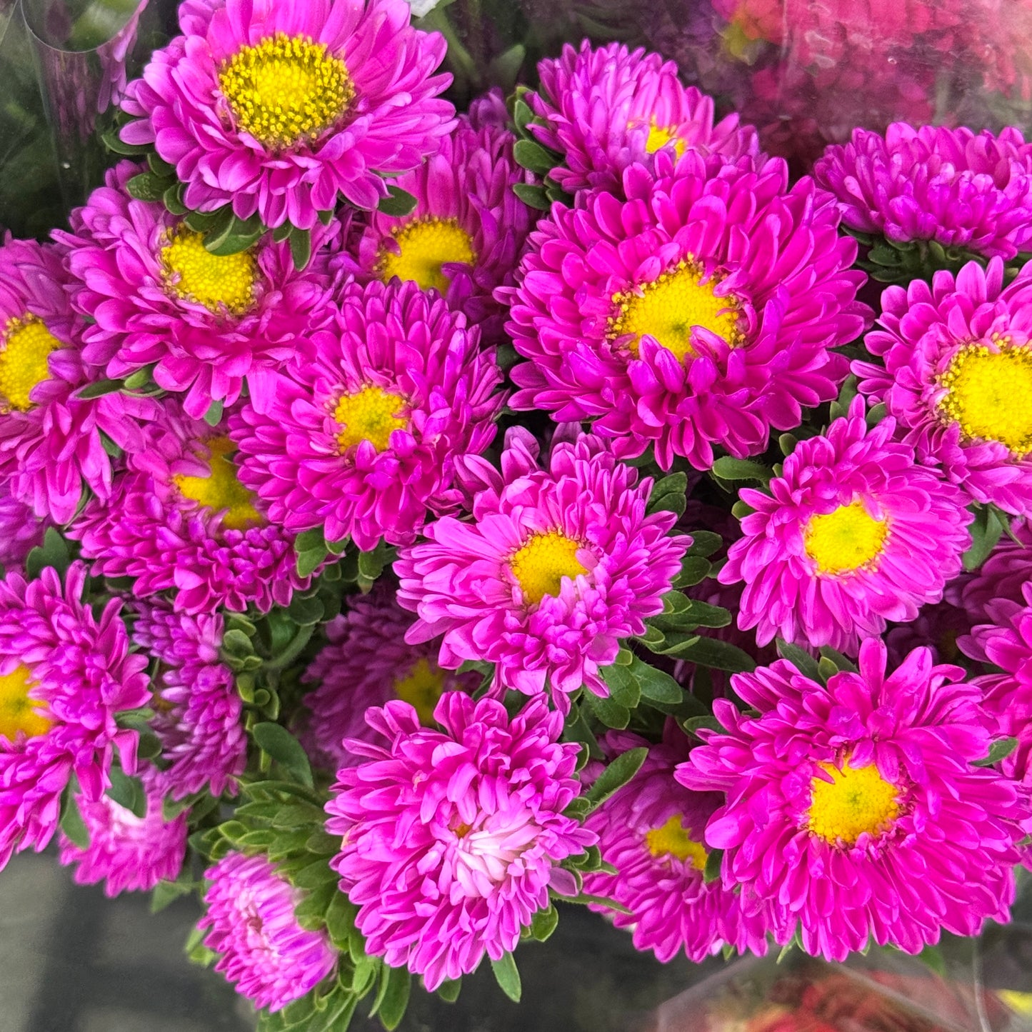 Aster - Hot Pink