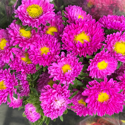 Aster - Hot Pink