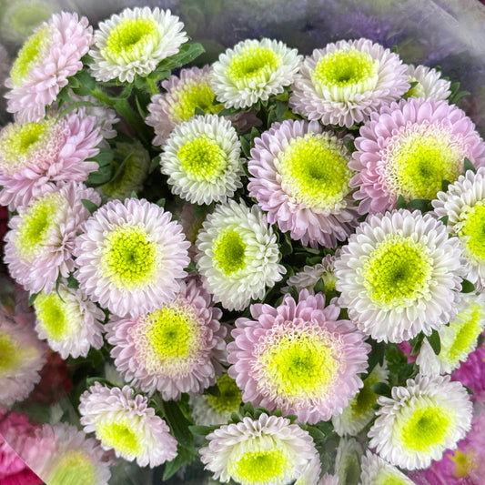 Aster - Light Pink
