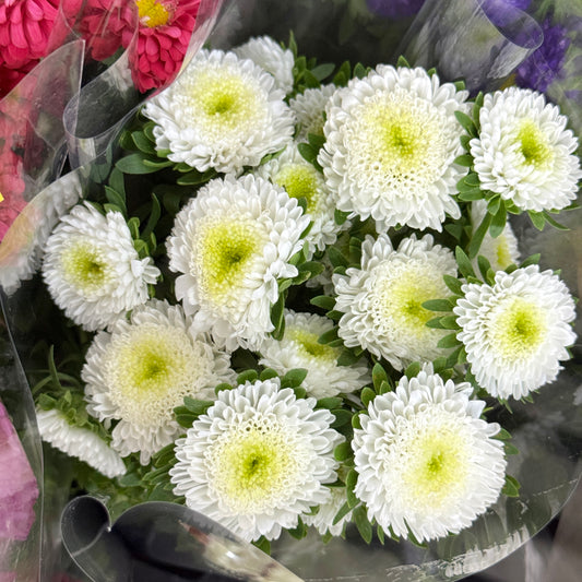 Aster - White