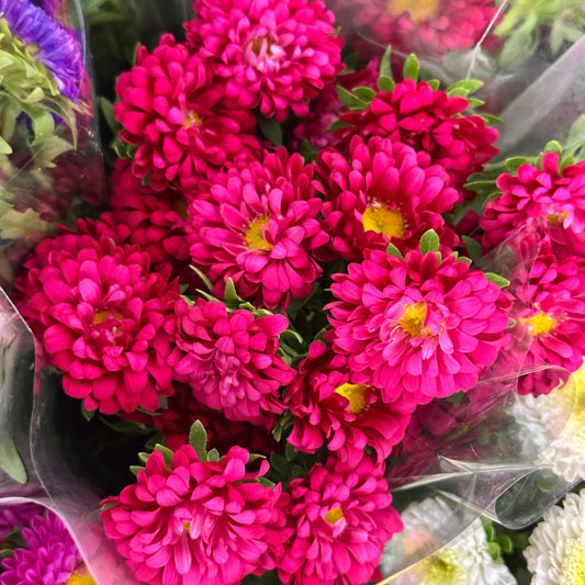 Aster - Red