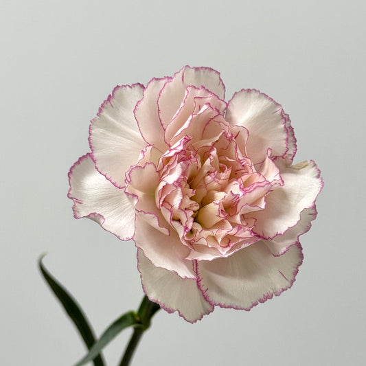 Carnation - Catherine 卡特琳