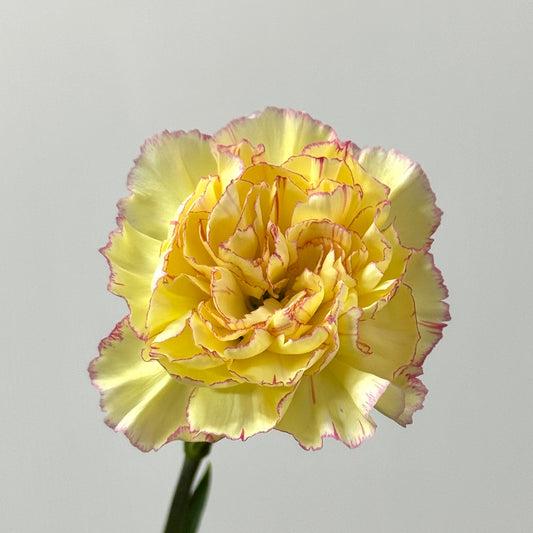 Carnation - Yellow With Red 俏新娘