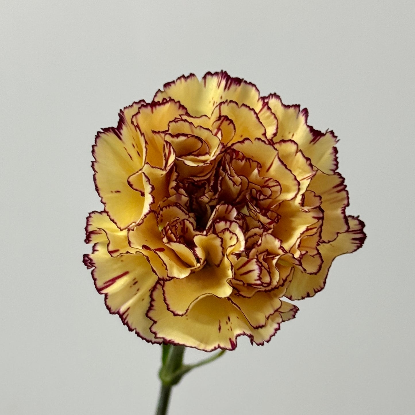 Carnation - Colombia 哥伦比亚