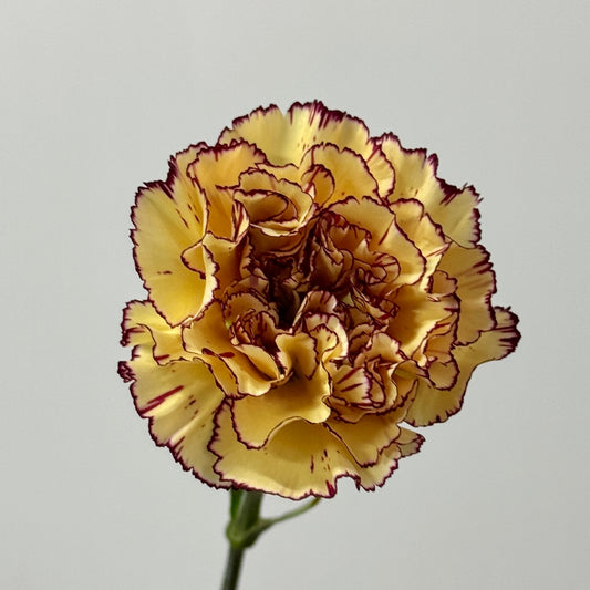 Carnation - Colombia 哥伦比亚