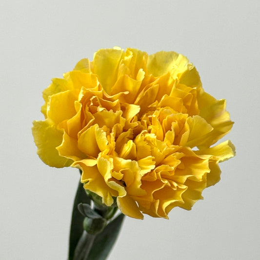 Carnation - Champagne