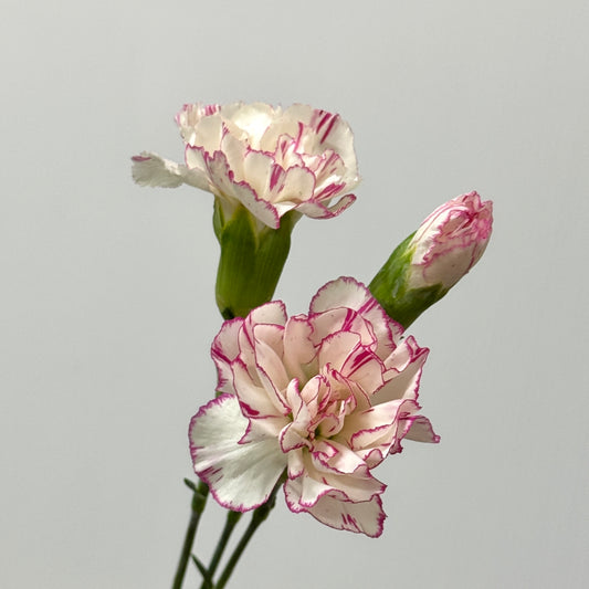 Carnation Spray - White Pink 小白兔
