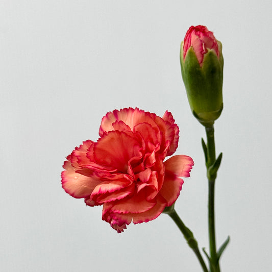 Carnation Spray - Orange Red 喜悦