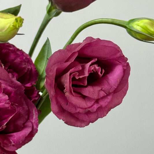 Eustoma (800g) - Maroon