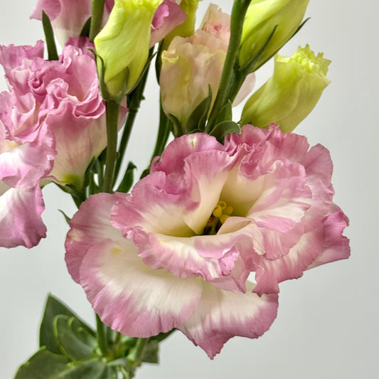 Eustoma (800g) - White With Pink Outline