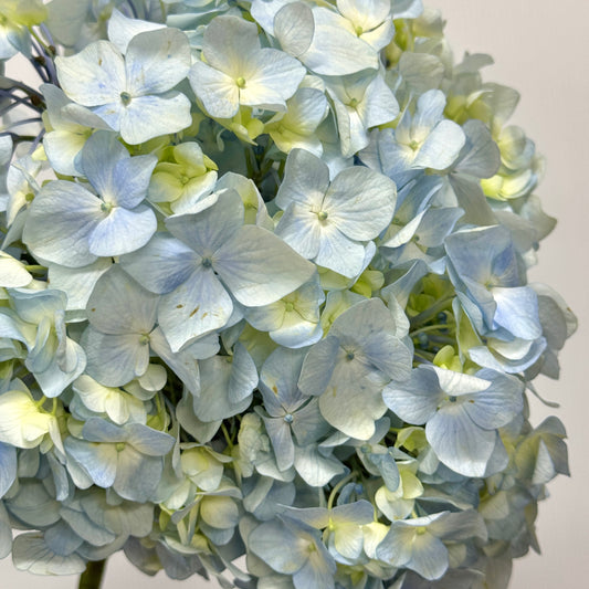 Hydrangea - Light Blue