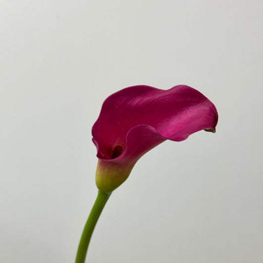 Calla Lily - Red