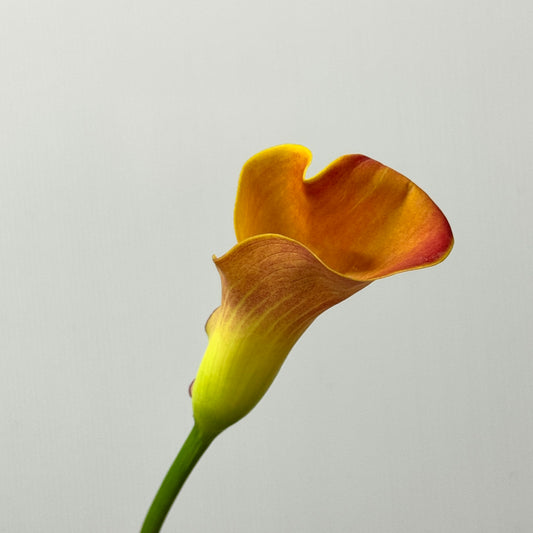 Calla Lily - Orange