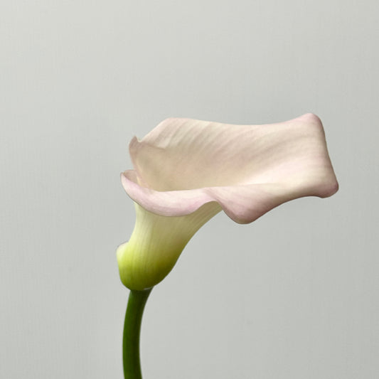 Calla Lily - Light Pink