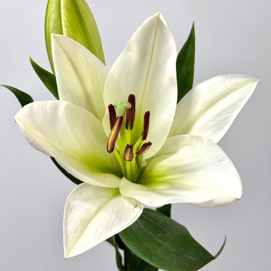 Oriental Lily 2+ - White