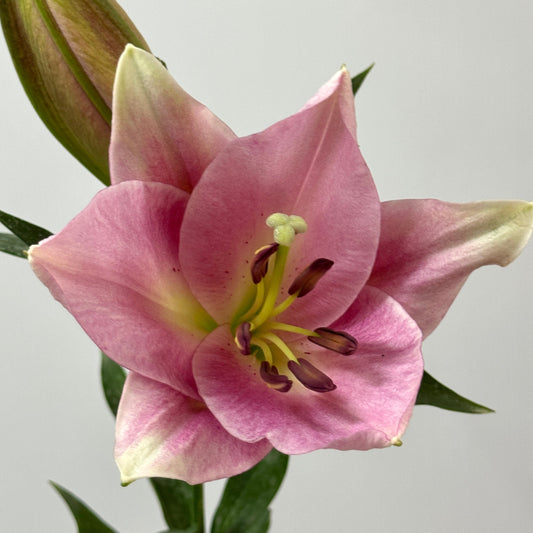 Oriental Lily 2+ - Pink