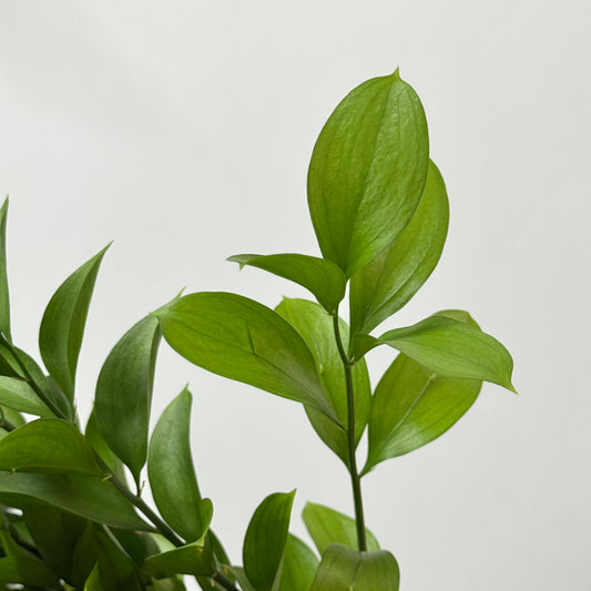 Ruscus Leaf - S