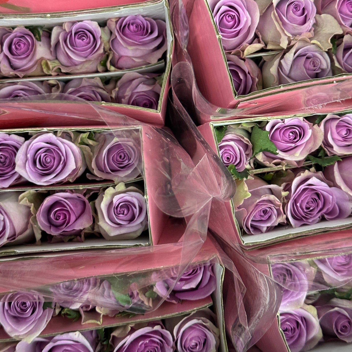 Rose - Nightingale 紫霞仙子