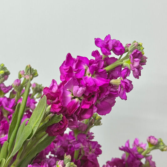 Matthiola - Cherry Pink