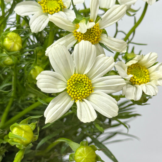 Cosmos Bipinnatus - White