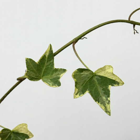 Ivy Leaf - Hedera Two Tone