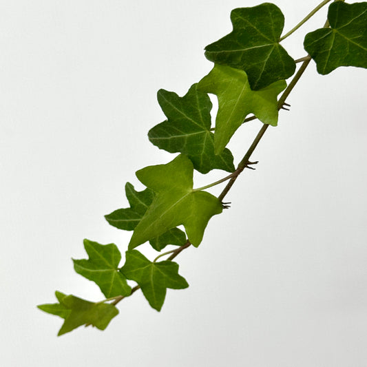 Ivy Leaf - Hedera Green