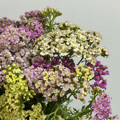 Achillea / Yarrow Mix