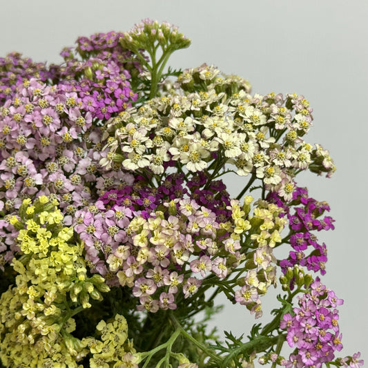 Achillea / Yarrow Mix