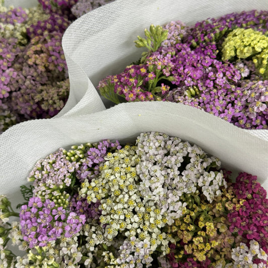 Achillea / Yarrow Mix
