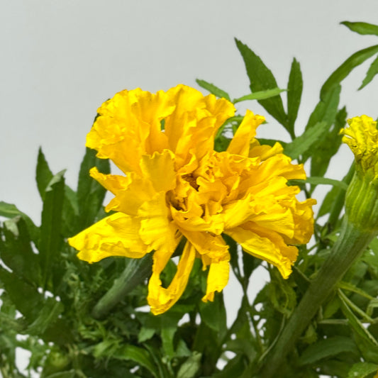 Marigold 万寿菊 - Yellow