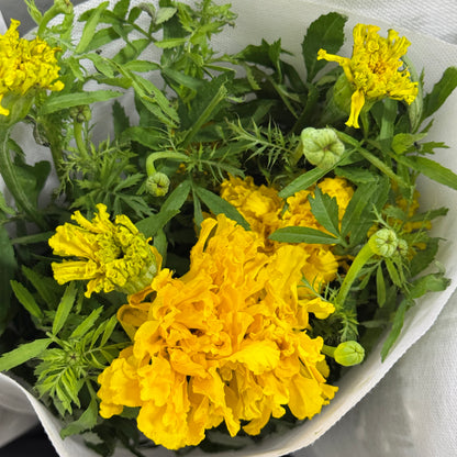 Marigold 万寿菊 - Yellow