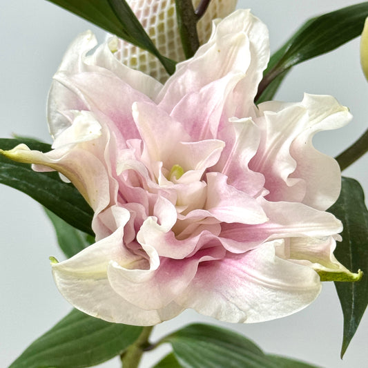 Rose Lily 4+ - Isabella