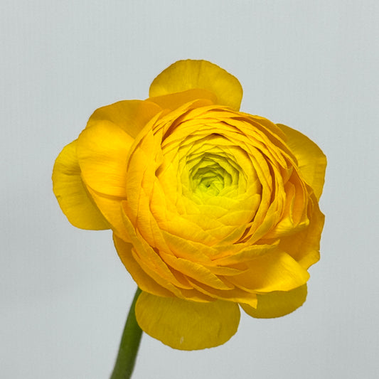 Ranunculus - Yellow