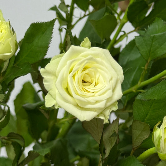 Rose Spray - White Bubble / Starry