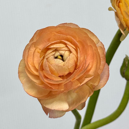 Ranunculus - Champagne