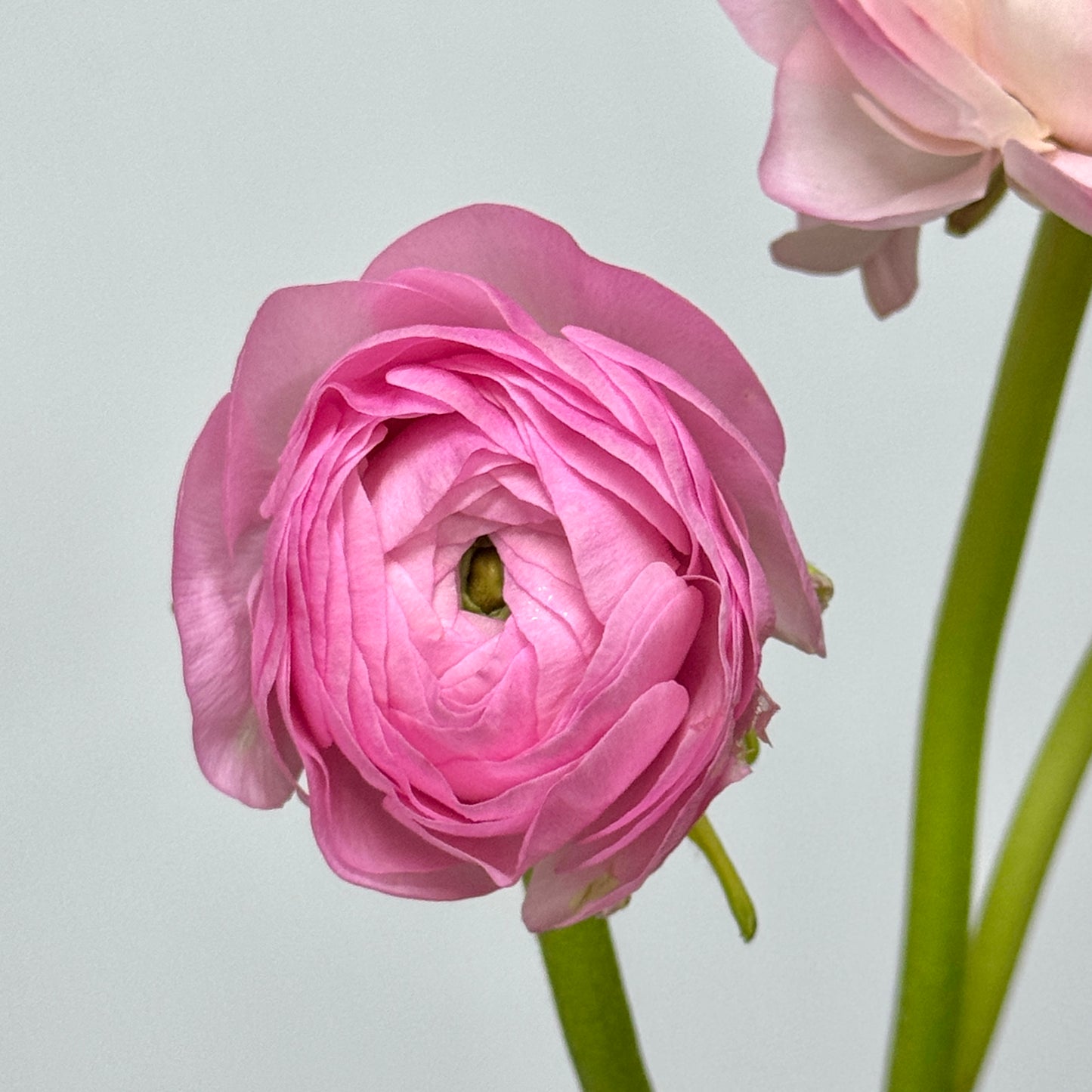 Ranunculus - Pink / Light Pink