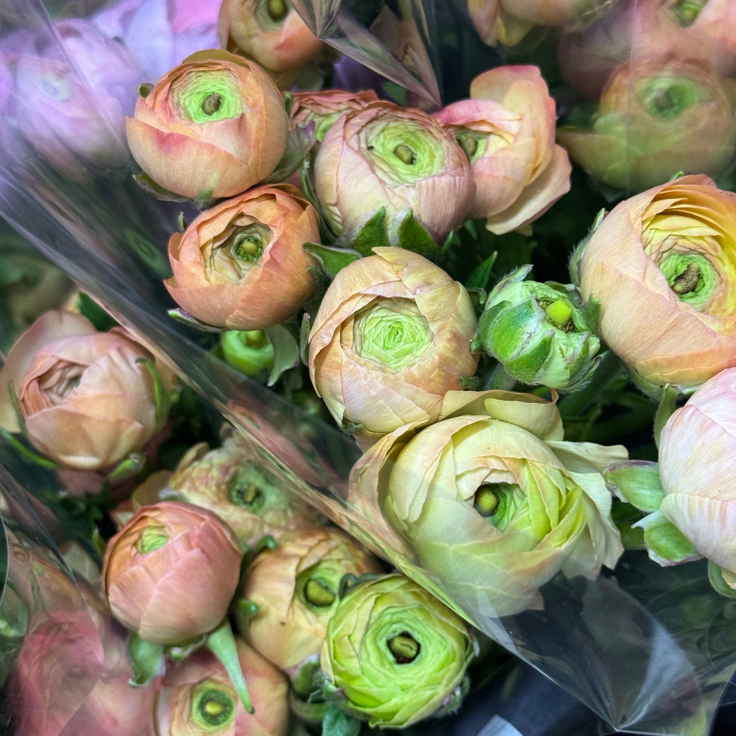 Ranunculus - Champagne