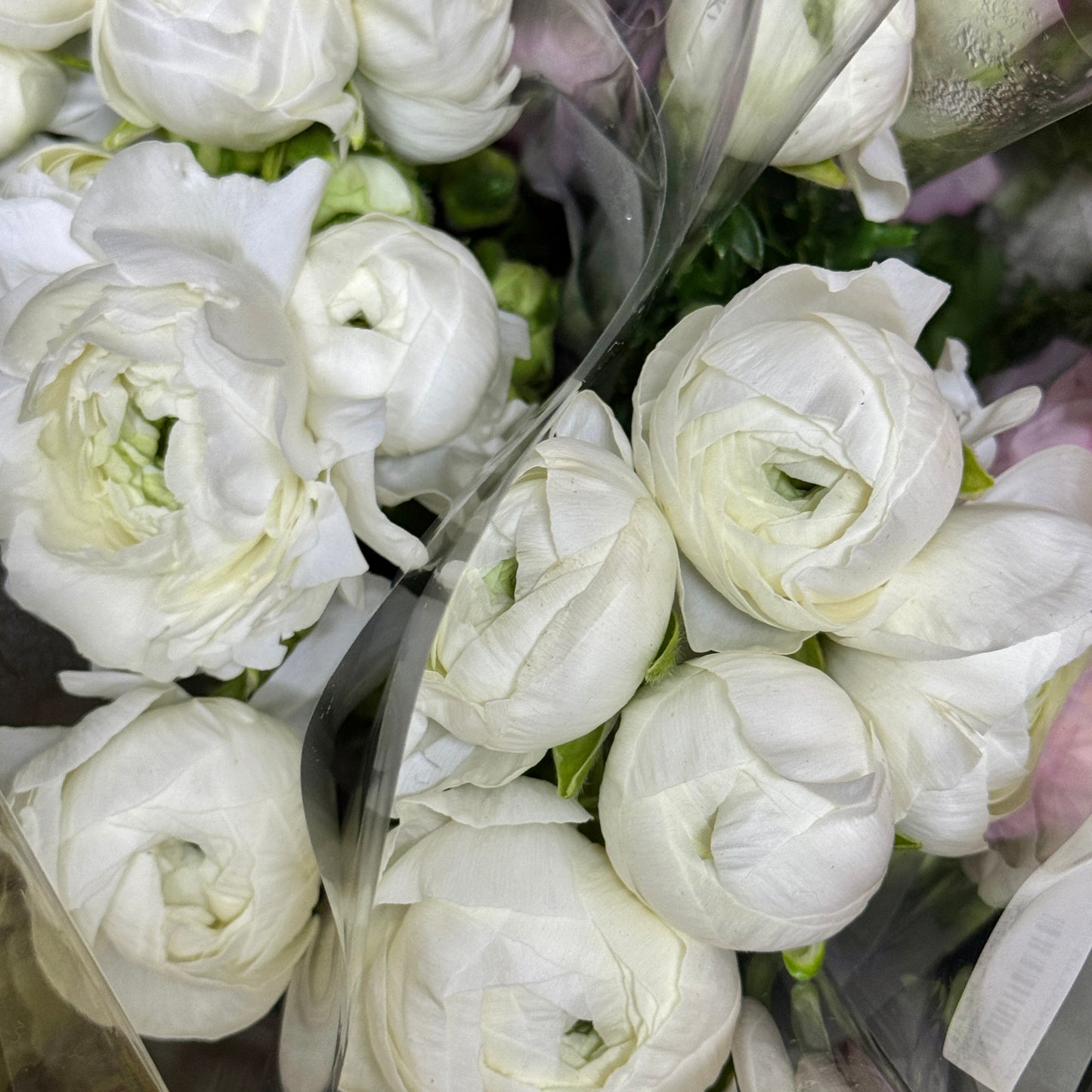 Ranunculus - White